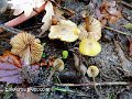 Entoloma pleopodium-amf775